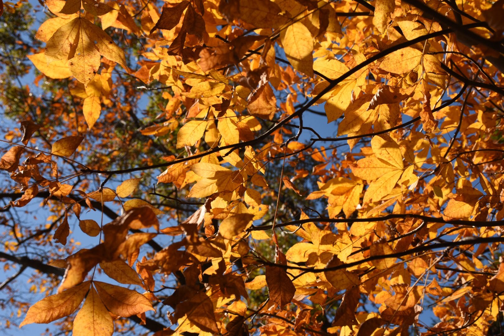 Sunshine through the yellow leaves